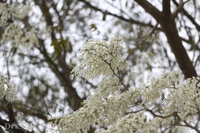 Ngây ngất ngắm "tuyết mùa xuân" nở trắng trời Hà Nội - 10