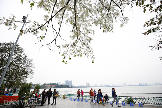 Ngây ngất ngắm "tuyết mùa xuân" nở trắng trời Hà Nội - 13