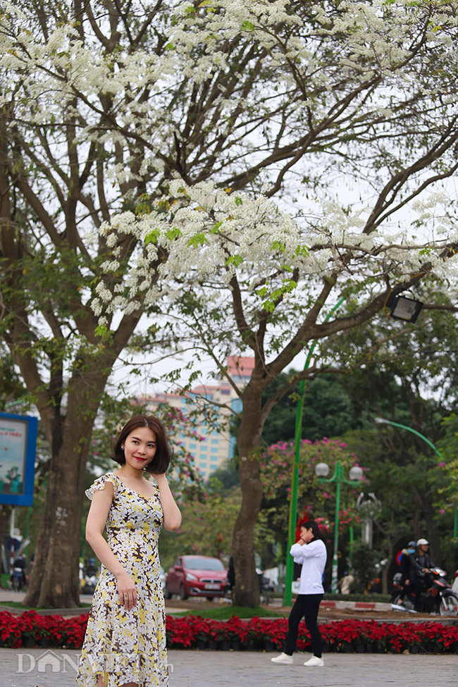 Ngây ngất ngắm "tuyết mùa xuân" nở trắng trời Hà Nội - 12