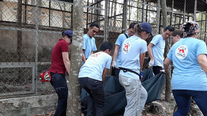 Toàn cảnh gây mê và "giải cứu" gấu ở Đồng Nai để đưa ra Bắc - 1