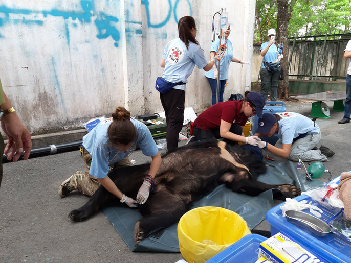 Toàn cảnh gây mê và "giải cứu" gấu ở Đồng Nai để đưa ra Bắc - 2