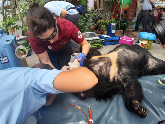 Toàn cảnh gây mê và "giải cứu" gấu ở Đồng Nai để đưa ra Bắc - 3