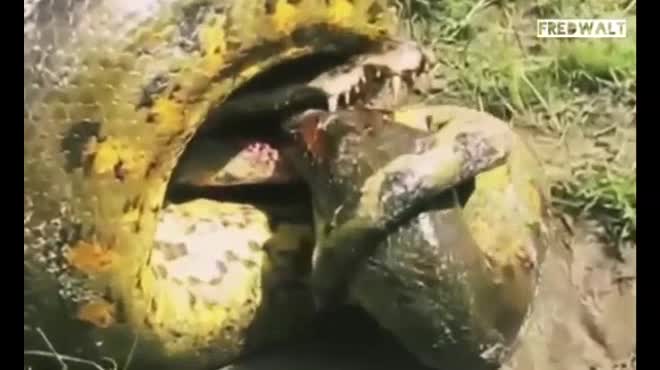 Bị trăn Anaconda khổng lồ siết, cá sấu tung đòn cuối cắn chặt đầu trăn - 1