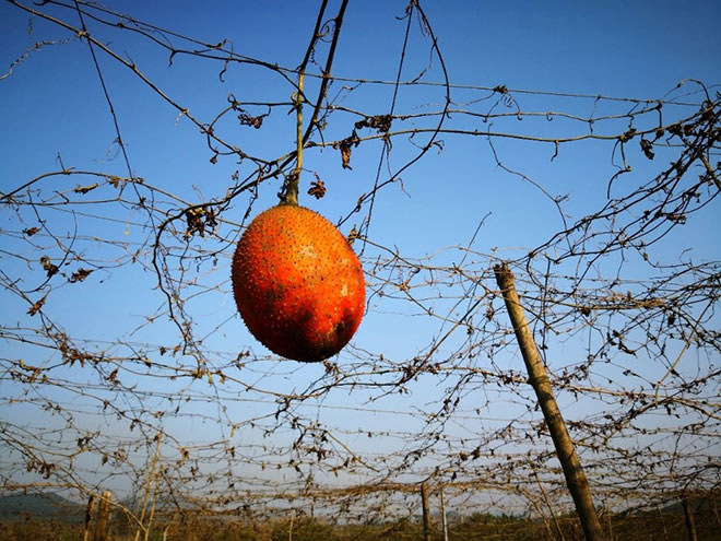 Gấc Việt – hành trình từ vườn nhà ra thế giới - 2