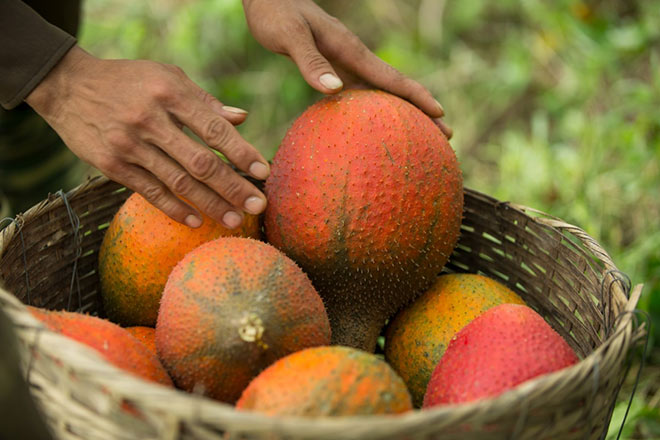 Gấc Việt – hành trình từ vườn nhà ra thế giới - 5