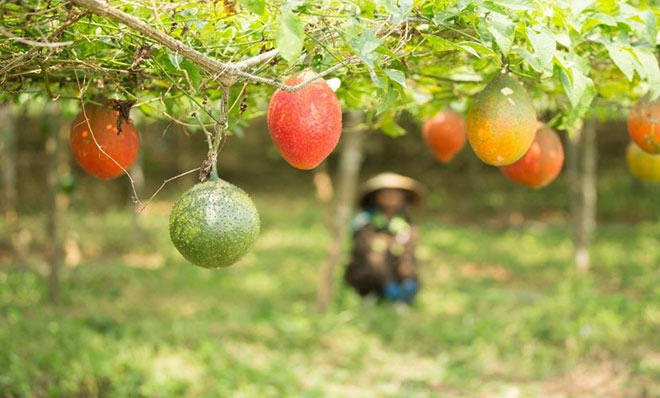 Gấc Việt – hành trình từ vườn nhà ra thế giới - 3