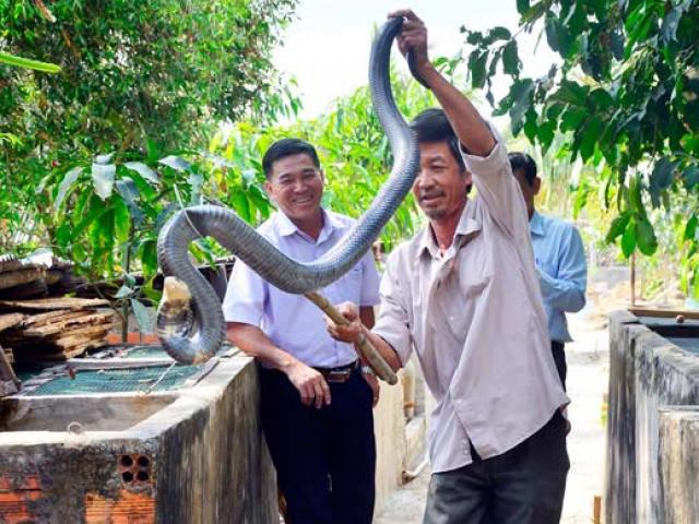 Thị trường - Tiêu dùng - Kiên Giang: 5 năm nuôi mãng xà cực độc, bị cắn bao lần nhưng vẫn mê