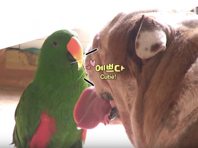 Tin vịt - Tất cả tại con vẹt