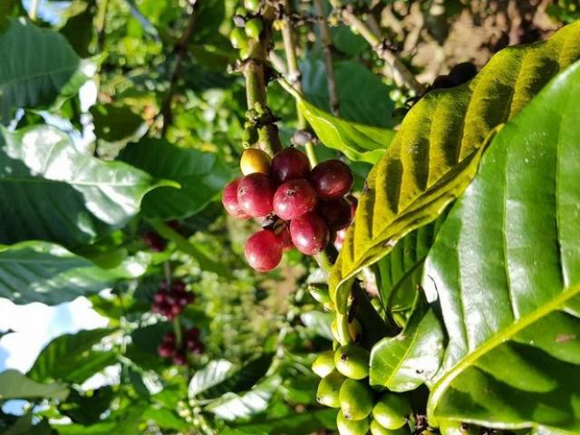 Thị trường - Tiêu dùng - Trăn trở nỗi lo tìm đầu ra cho cà phê sạch