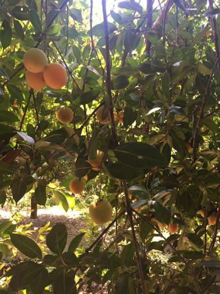 Một thời vang bóng "cây vàng", nay bỏ thì thương, vương thì tội - 1