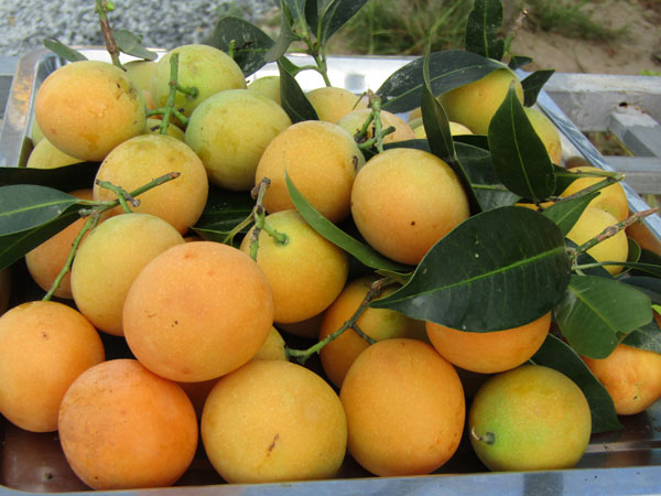 Một thời vang bóng "cây vàng", nay bỏ thì thương, vương thì tội - 3