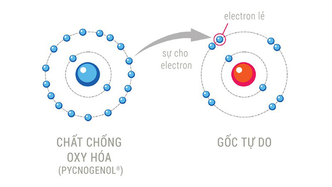 Thật đáng tiếc khi loại thảo dược mờ nám tuyệt vời này đang dần bị lãng quên! - 2