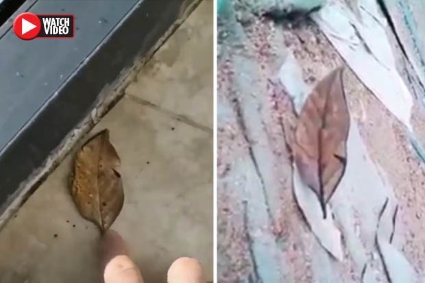 Video: Người đàn ông nhặt lá khô, không ngờ "chiếc lá" tung cánh bay - 1