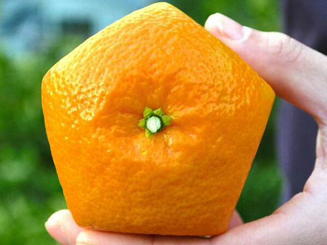 Du lịch - Chỉ có tới Nhật Bản du khách mới được chiêm ngưỡng những thứ độc đáo này