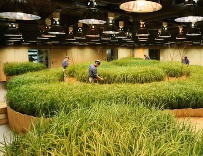 Chỉ có tới Nhật Bản du khách mới được chiêm ngưỡng những thứ độc đáo này - 9