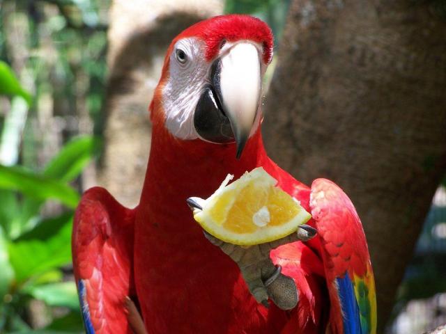 Tin vịt - Con vẹt hay nói bậy