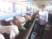 Thị trường - Tiêu dùng - Chuyện làm giàu: Trở thành tỷ phú từ...1 con dê