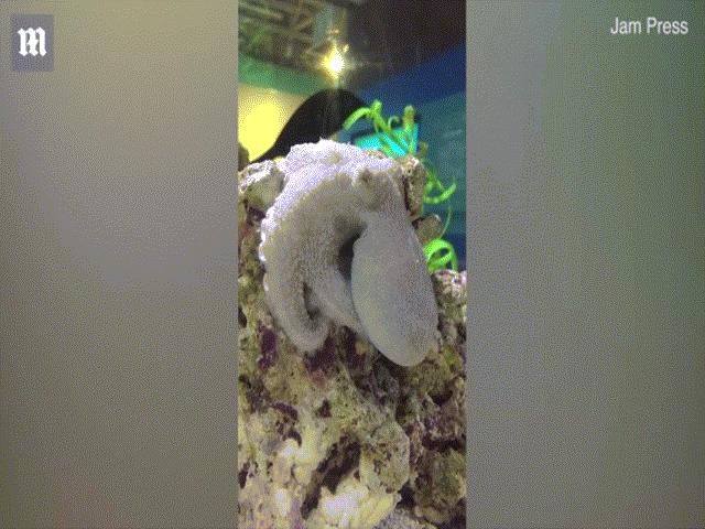 Phi thường - kỳ quặc - Video: Lần đầu tiên quay được cảnh bạch tuộc mơ ngủ đổi màu để ẩn nấp?