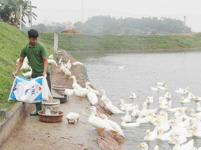 Thị trường - Tiêu dùng - Phu thê dắt nhau ra đê như thể đổ nợ, hóa ra lại làm giàu