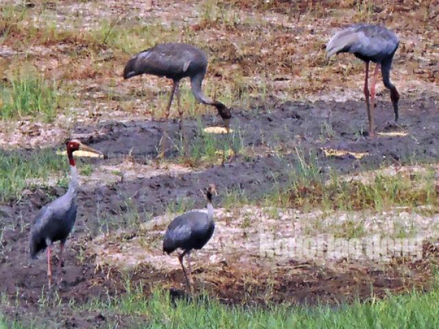 Tin tức trong ngày - Gia đình sếu đầu đỏ dìu dắt nhau về khu Ramsar thứ 2.000 của thế giới