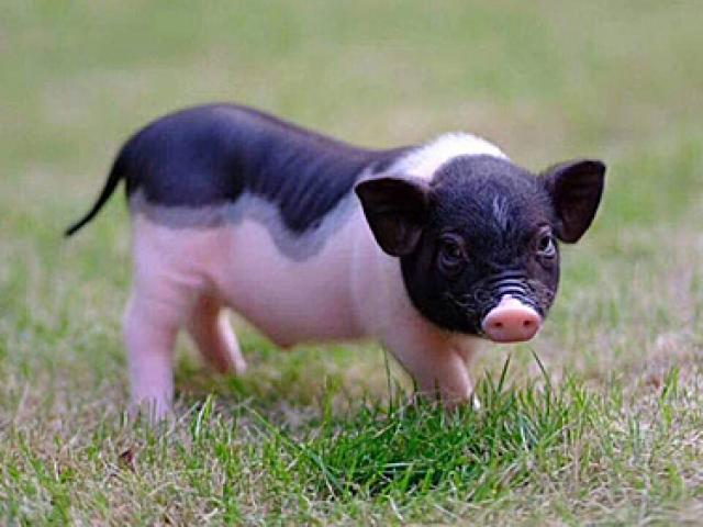 Thị trường - Tiêu dùng - Bộ NN&amp;PTNT đề nghị kiểm soát chặt việc buôn bán lợn cảnh mini