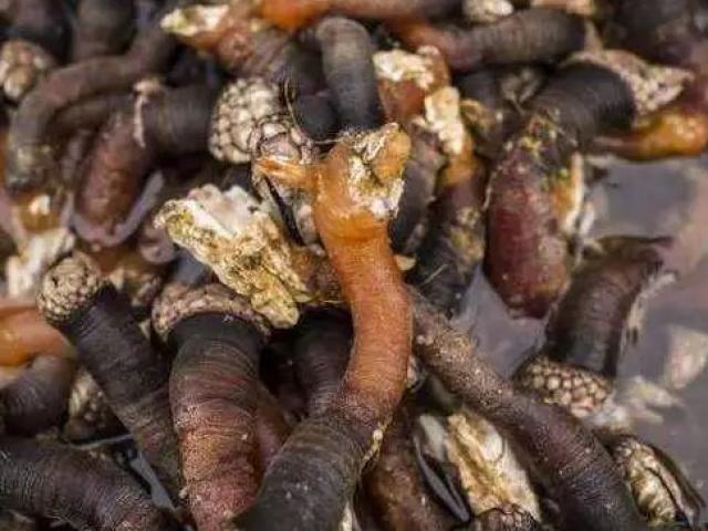 Thị trường - Tiêu dùng - Trông "gớm ghiếc" nhưng loại hải sản này lại được bán với giá hơn 3 triệu một con bé xíu