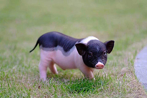 Bộ NN&PTNT đề nghị kiểm soát chặt việc buôn bán lợn cảnh mini - 2