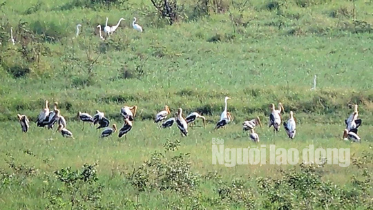 Gia đình sếu đầu đỏ dìu dắt nhau về khu Ramsar thứ 2.000 của thế giới - 3