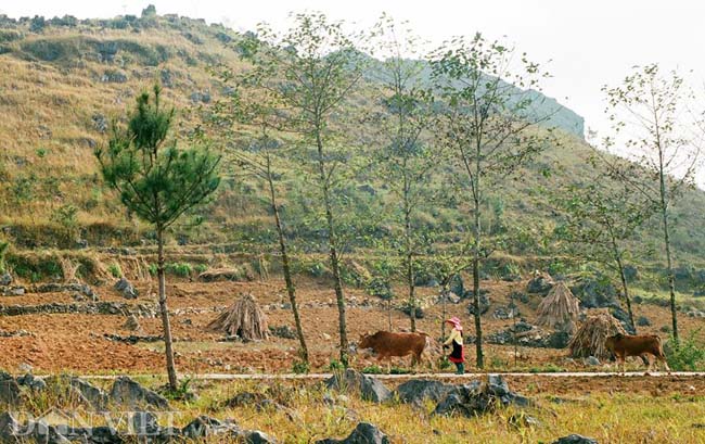 Ngắm hoa đào nở muộn tuyệt đẹp trên cao nguyên đá Đồng Văn - 11