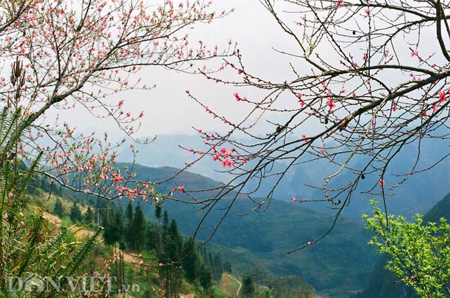 Ngắm hoa đào nở muộn tuyệt đẹp trên cao nguyên đá Đồng Văn - 5