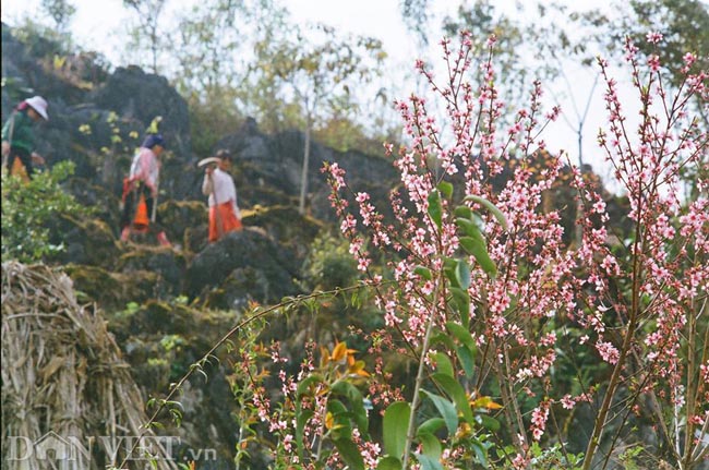 Ngắm hoa đào nở muộn tuyệt đẹp trên cao nguyên đá Đồng Văn - 7