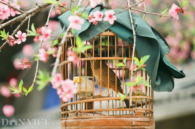 Ngắm hoa đào nở muộn tuyệt đẹp trên cao nguyên đá Đồng Văn - 9