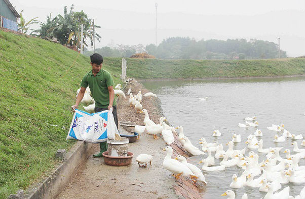 Phu thê dắt nhau ra đê như thể đổ nợ, hóa ra lại làm giàu - 3