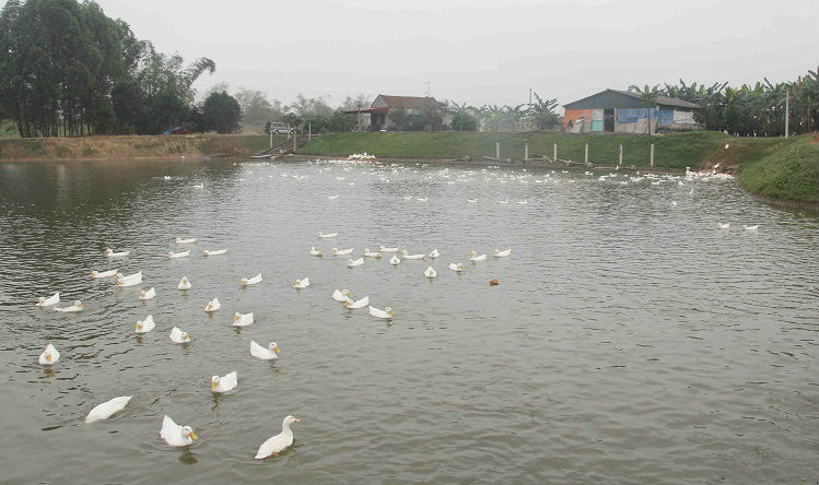 Phu thê dắt nhau ra đê như thể đổ nợ, hóa ra lại làm giàu - 4