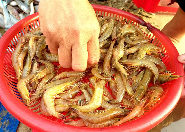 1 buổi dễ dàng kiếm 4-5 triệu đồng ở bãi biển "đẹp nhất hành tinh" - 3
