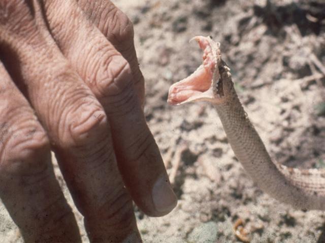 Bạn trẻ - Cuộc sống - Bị rắn độc cắn, chồng cắn lại vợ để được chết cùng nhau