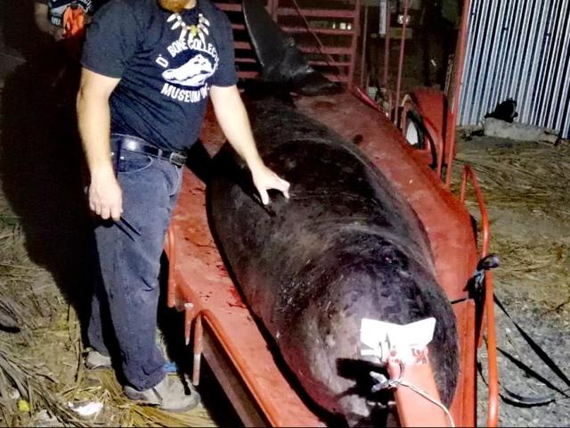Phát hiện đáng sợ khi mổ bụng cá voi dạt vào bờ biển Philippines