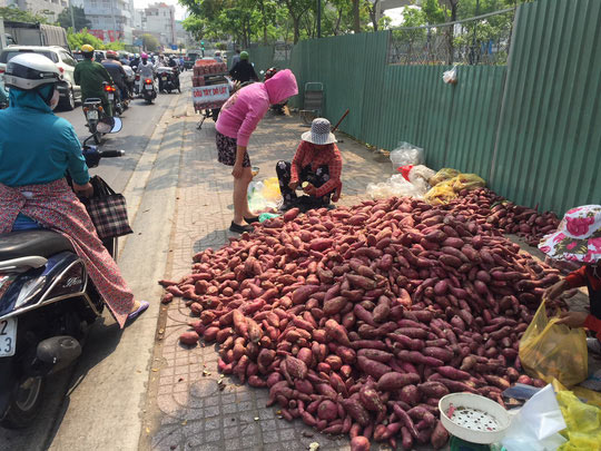 Khoai lang Nhật 10.000 đồng/kg tràn khắp các tuyến phố TP HCM - 1