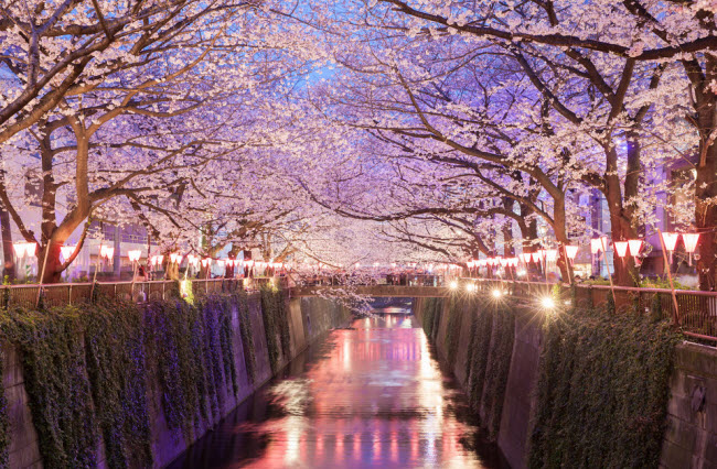 Tokyo, Nhật Bản (69,40 USD): Tại thành phố thủ đô của Nhật Bản, du khách có thể thưởng thức bia với giá 0,95 USD/chai. Tới đây vào mùa xuân, bạn có cơ hội chiêm ngưỡng hoa anh đào nở rộ.