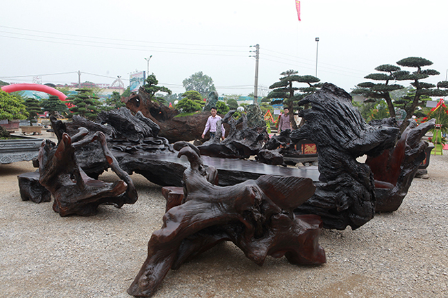 Tại triển lãm Sinh Vật Cảnh - Đá quý - Đá phong thủy Dũng Tân năm 2019 (TP Sông Công, Thái Nguyên), bộ bàn ghế "khủng" bằng gỗ lũa, có hình thù kỳ quái, màu nâu đen khiến nhiều người choáng ngợp.