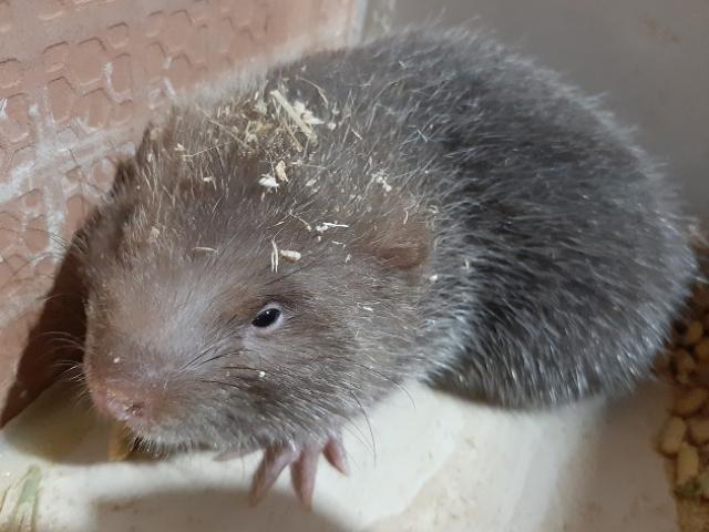 Thị trường - Tiêu dùng - 9X Gia Lai nuôi "đàn chuột" đẻ ra tiền bạc nhưng chỉ ăn tre, mía