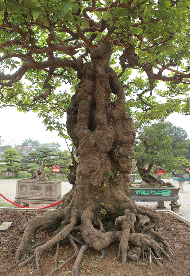 Cây cao 2m, đường kính gốc lên đến 60cm, tán rộng hơn 2m. Thân cây vững chãi, nổi u cục chứng tỏ cây nhiều năm tuổi.