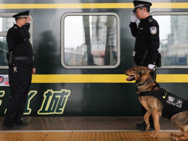 Thế giới - TQ nhân bản thành công chó nghiệp vụ "Sherlock Homles" nổi tiếng
