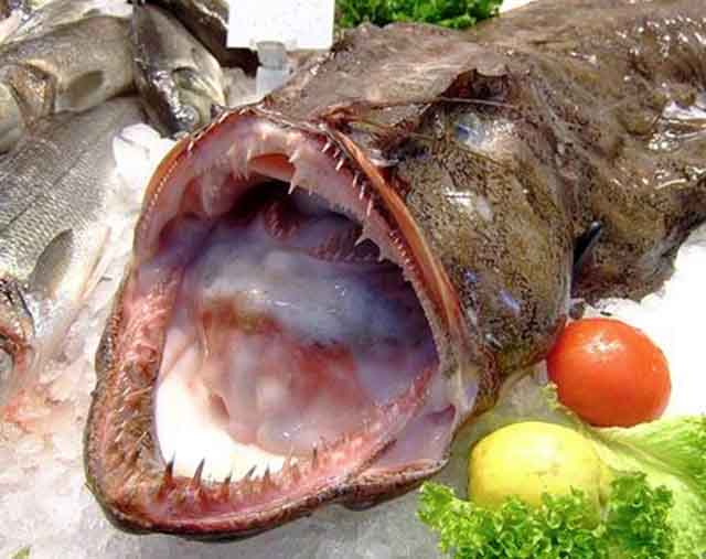 Khiếp đảm loài cá có hình dạng xấu xí bậc nhất thế giới nhưng hương vị trên cả tuyệt vời - 3