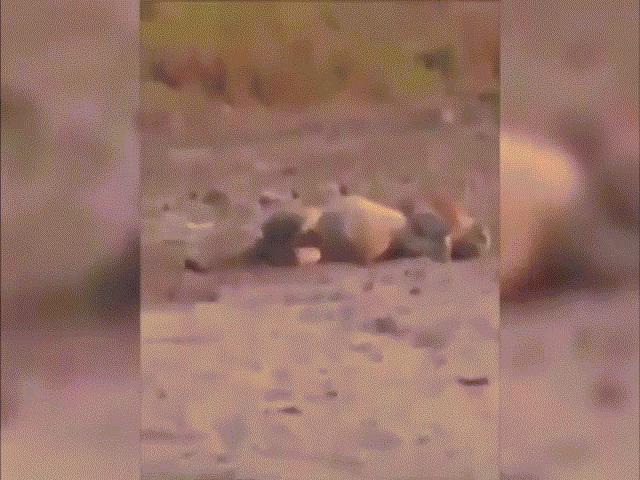 Thế giới - Video: Hãi hùng cảnh thợ săn “máu lạnh” bắn chết sư tử đang ngủ say