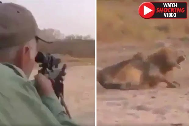 Video: Hãi hùng cảnh thợ săn “máu lạnh” bắn chết sư tử đang ngủ say - 1
