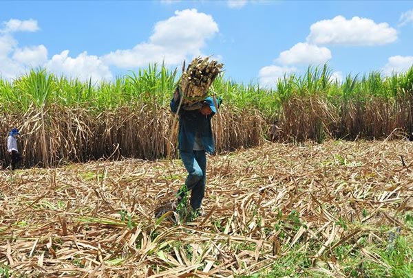 Giá mía rớt thê thảm, người trồng mía ở ĐBSCL khóc ròng - 1