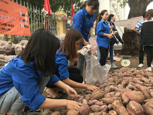 “Mục đích của việc giải cứu này là để kích cầu. Trước đó, người dân Gia Lai bán khoai cho thương lái chỉ với giá 2.000 đồng/kg. Thậm chí, nhiều thương lái không thu mua khiến người dân điêu đứng. Ngươi trồng lỗ nặng vì tiền vốn đầu tư, công chăm sóc, thuê đất trồng… bỏ ra không ít”, anh cho hay.