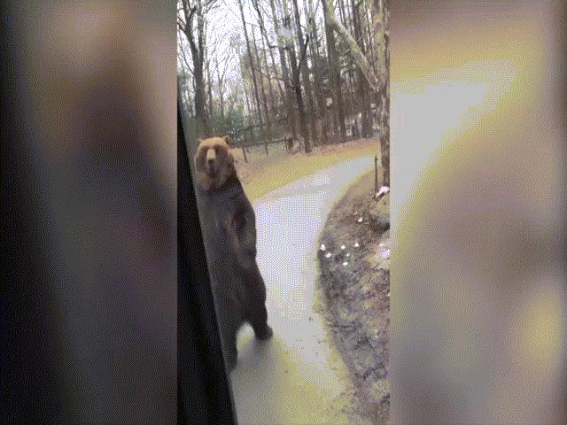 Phi thường - kỳ quặc - Gấu nâu bị bắt đi bằng hai chân khiến dân mạng phẫn nộ