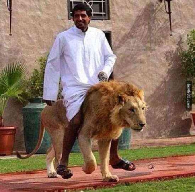 Trong khi người bình thường ở đây cưỡi lạc đà thì giới nhà giàu lại rất thích cưỡi sư tử.